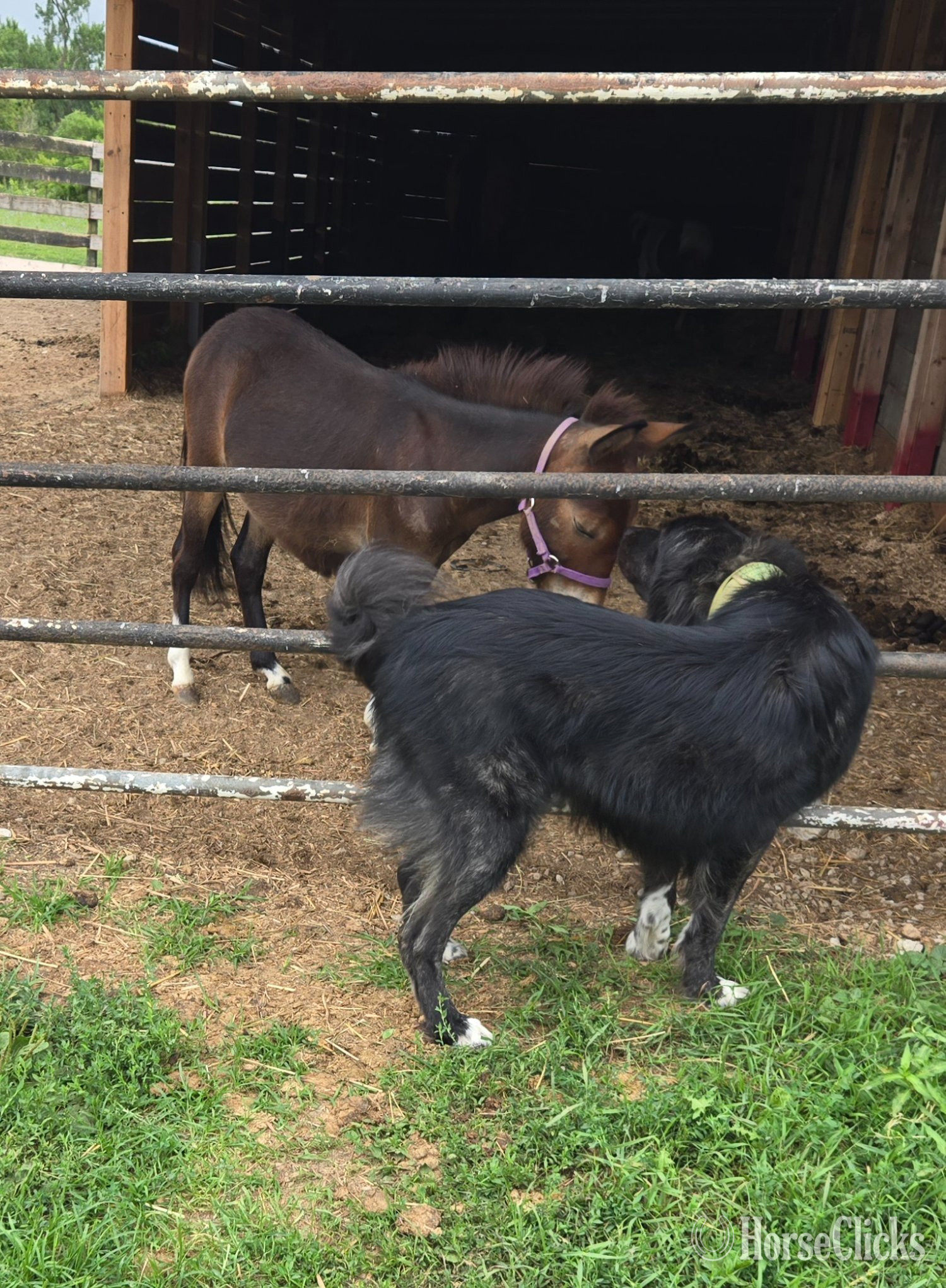 "Hennessy " Bay Gelding Mule in Illinois
