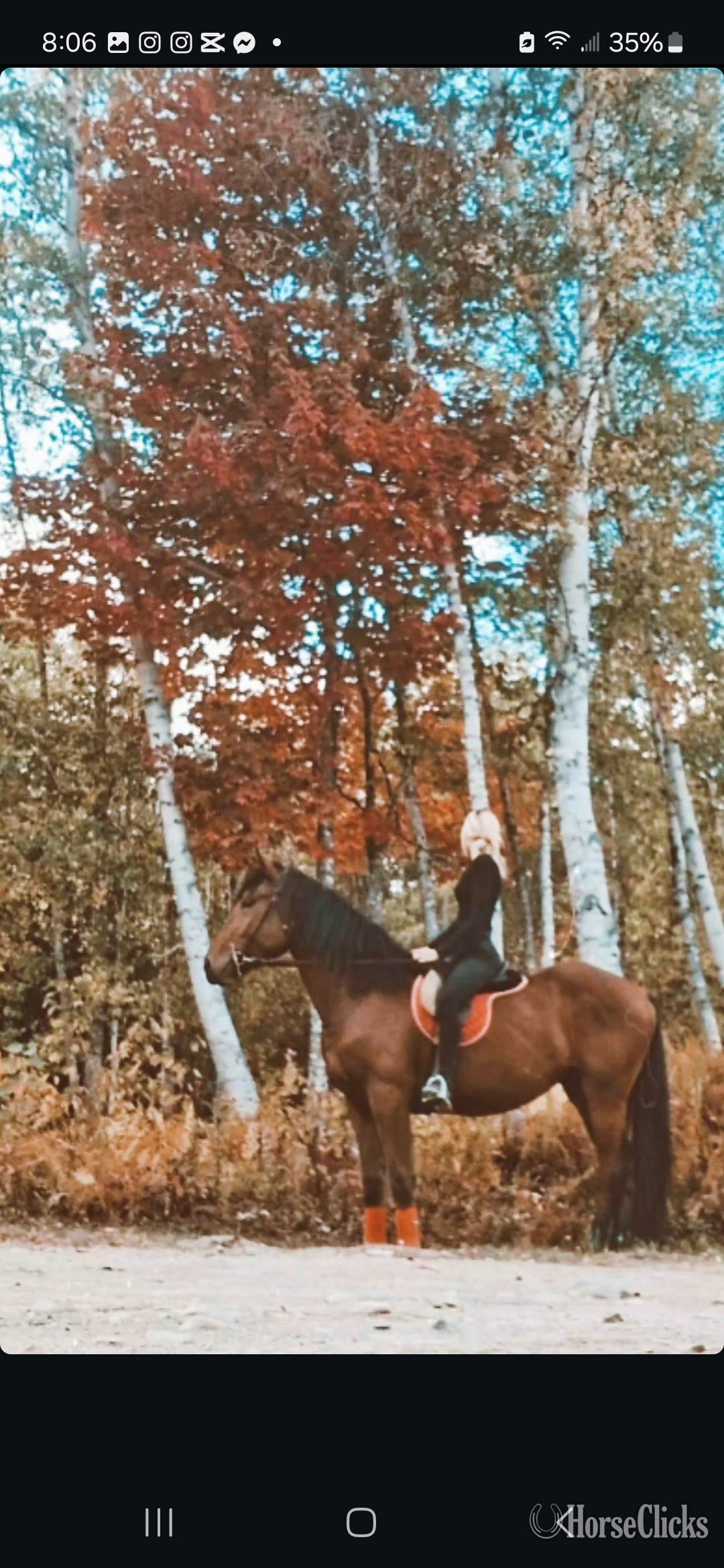 "Diago " Bay Gelding Warmblood in Maine