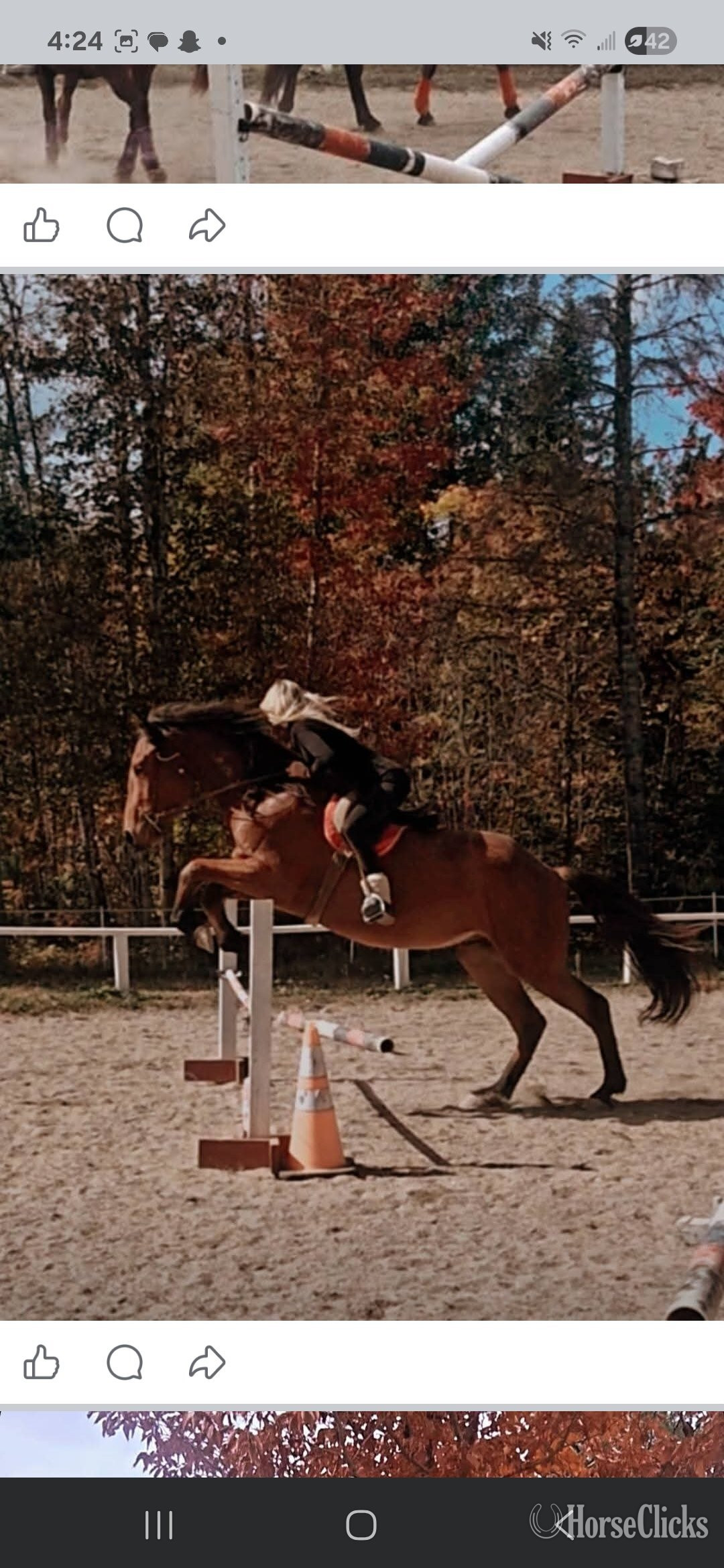 "Diago " Bay Gelding Warmblood