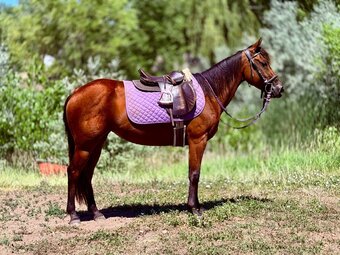"Lady" Bay Mare Quarter Horse