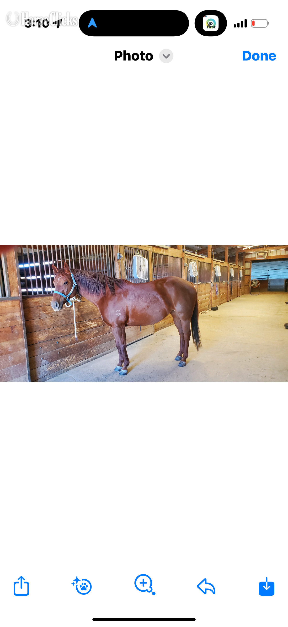 "Speedy" Red Roan Mare Quarter Horse in Colorado