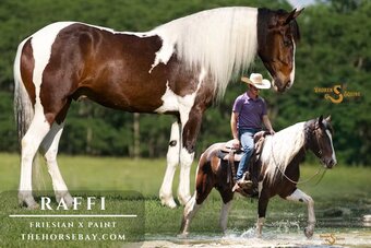 "Raffi" Tri-Color Gelding Friesian
