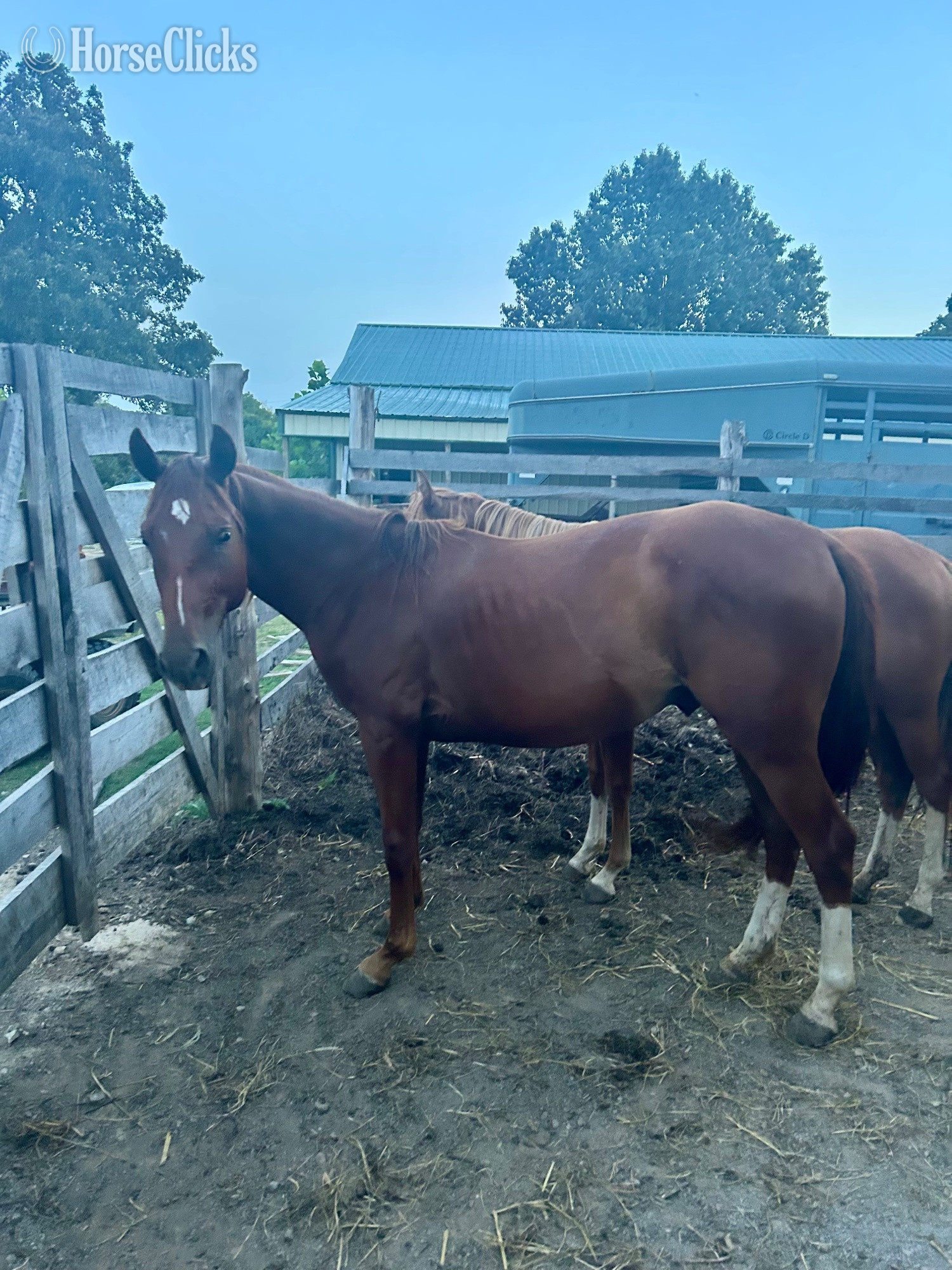 "Genuinely High Caos" Sorrel Colt Quarter Horse in Kentucky