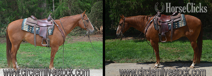 "KODOS CITY SLICKER" Sorrel Gelding Quarter Horse in North Carolina