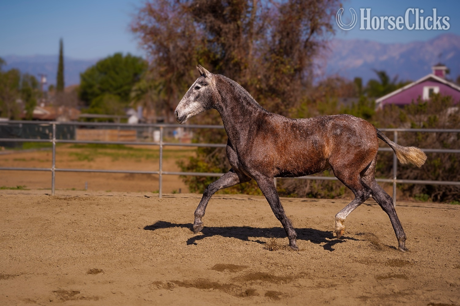 "Gardenia CAS" Grey Filly Andalusian in California