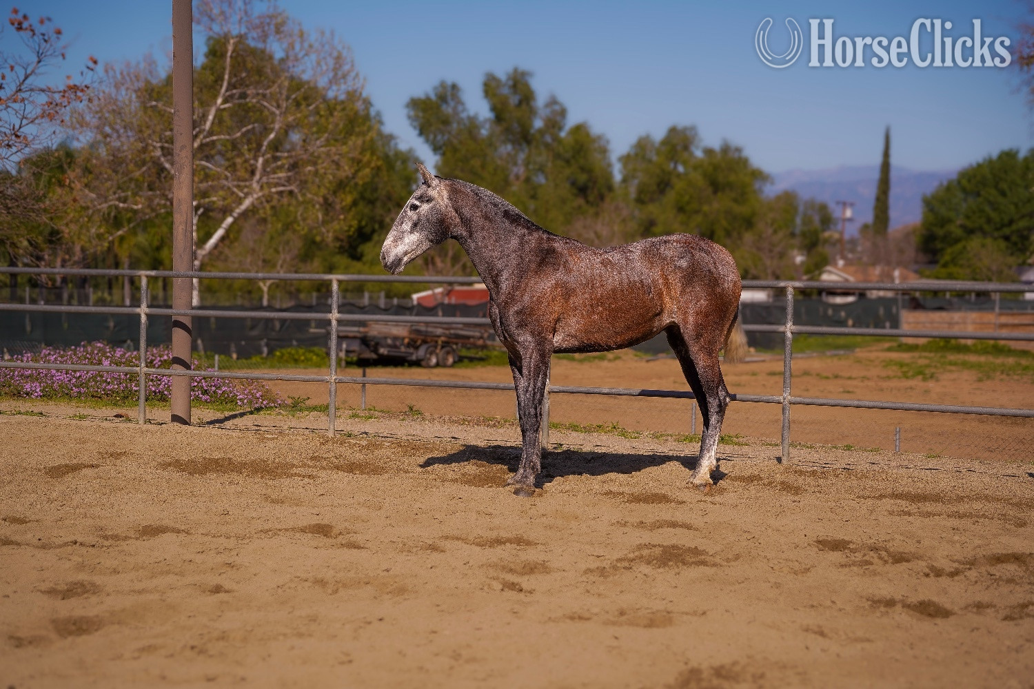 California "Gardenia CAS" Grey Filly Andalusian