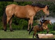 "Captain" Buckskin Gelding Friesian
