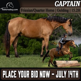"Captain" Buckskin Gelding Friesian