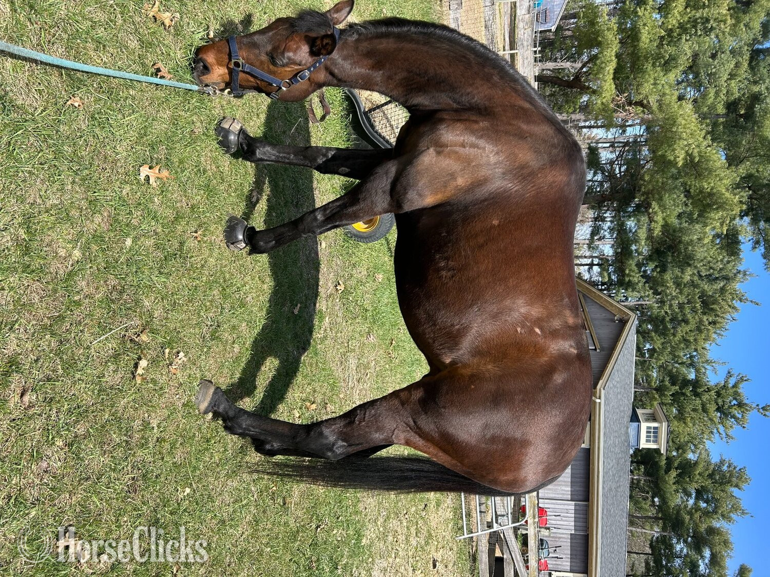 Bay 16.2hh Gelding for Lease