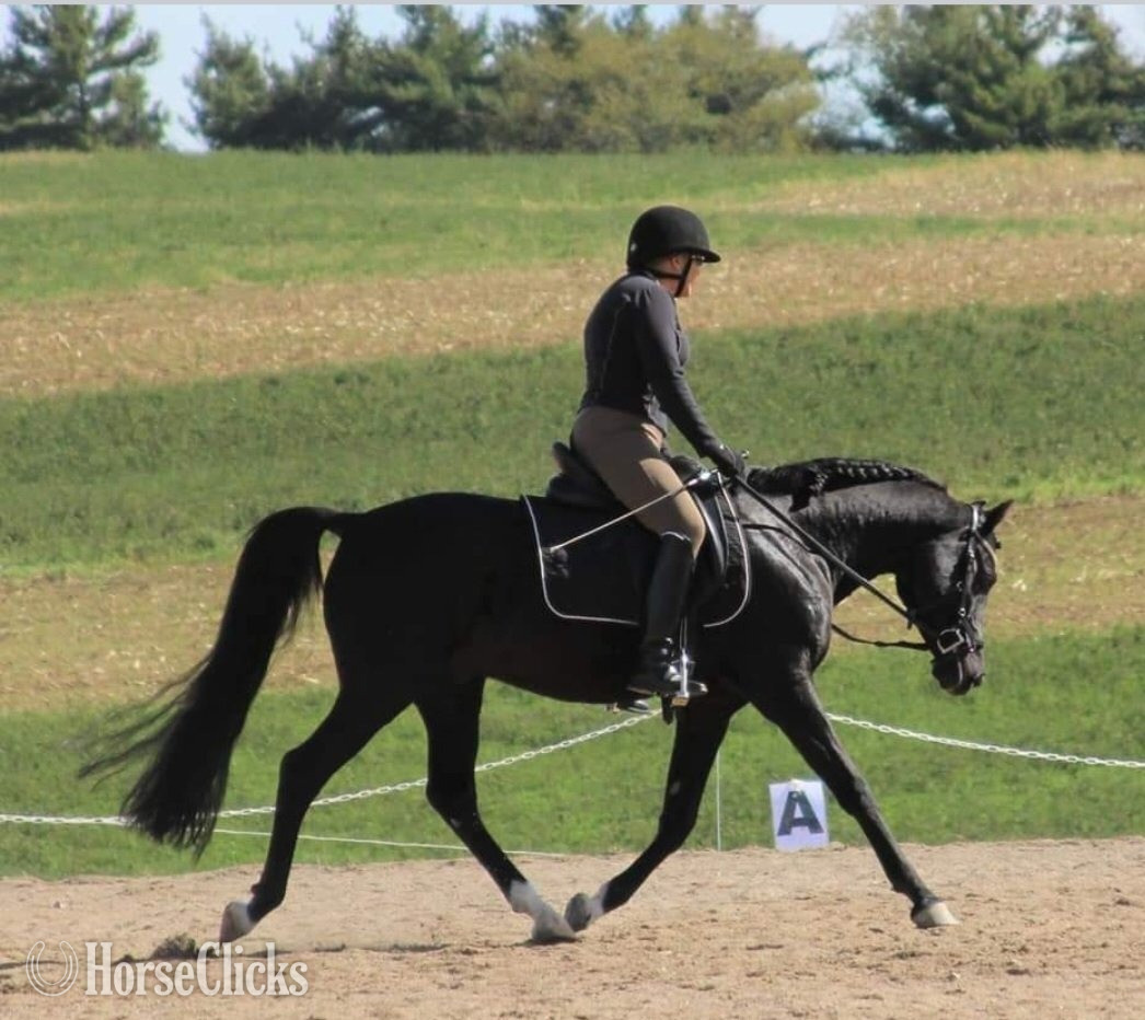 "Mykupatee" Black Gelding Arabian in Ohio