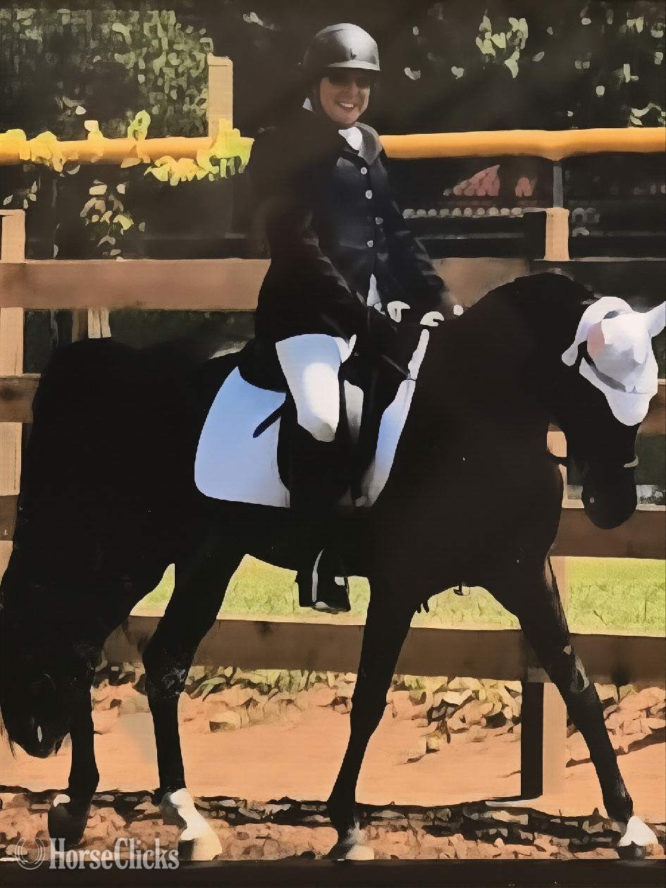 "Mykupatee" Black Gelding Arabian