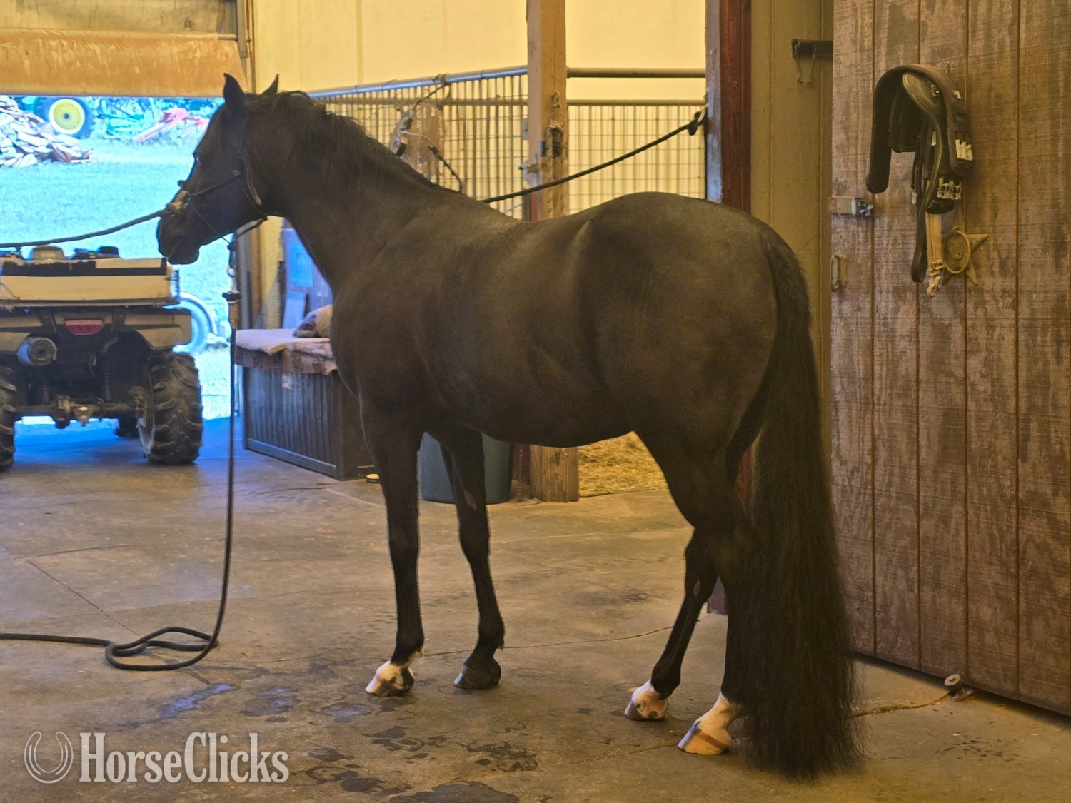 Ohio "Mykupatee" Black Gelding Arabian