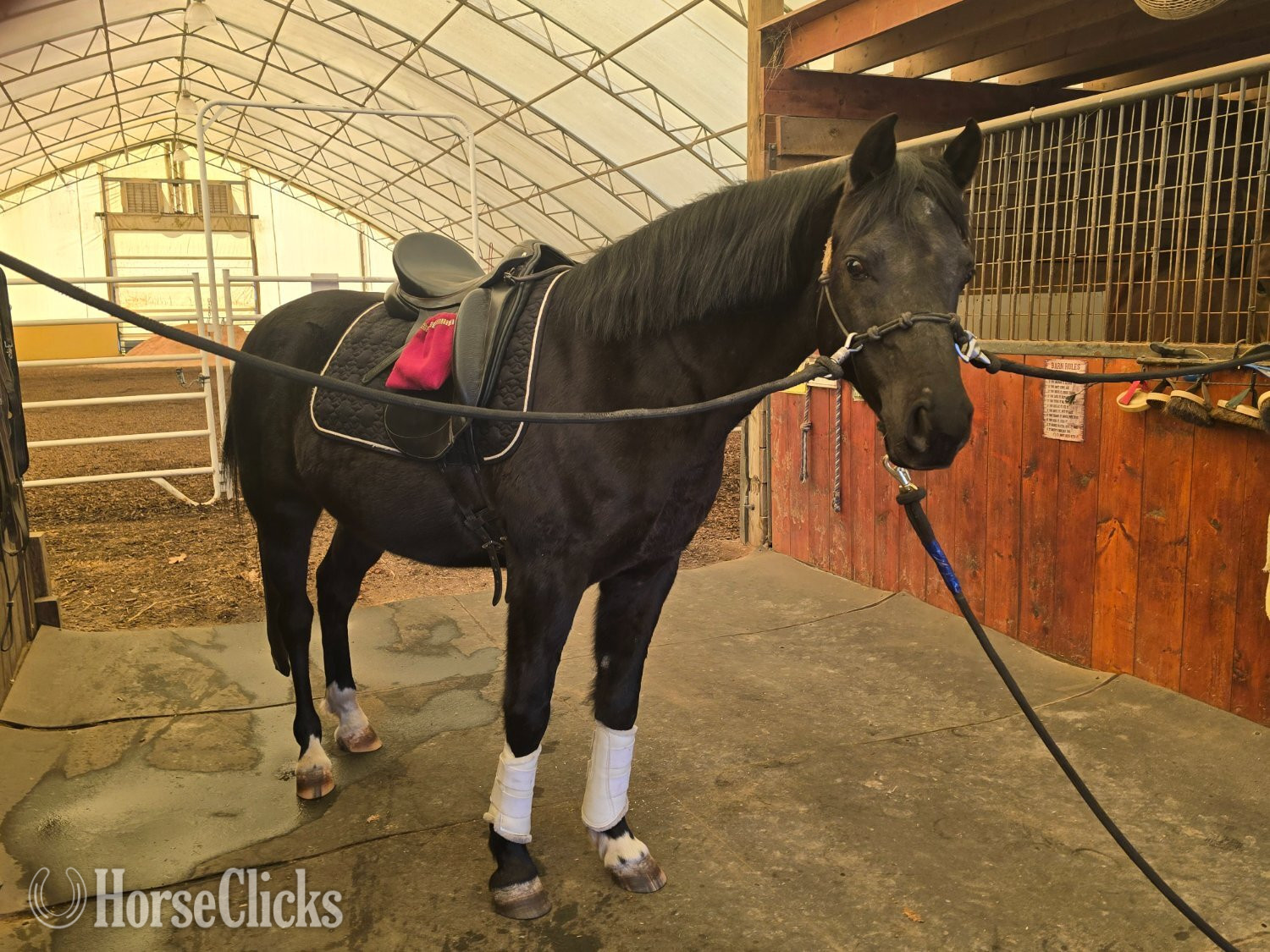 "Mykupatee" Black Gelding Arabian - Arabian