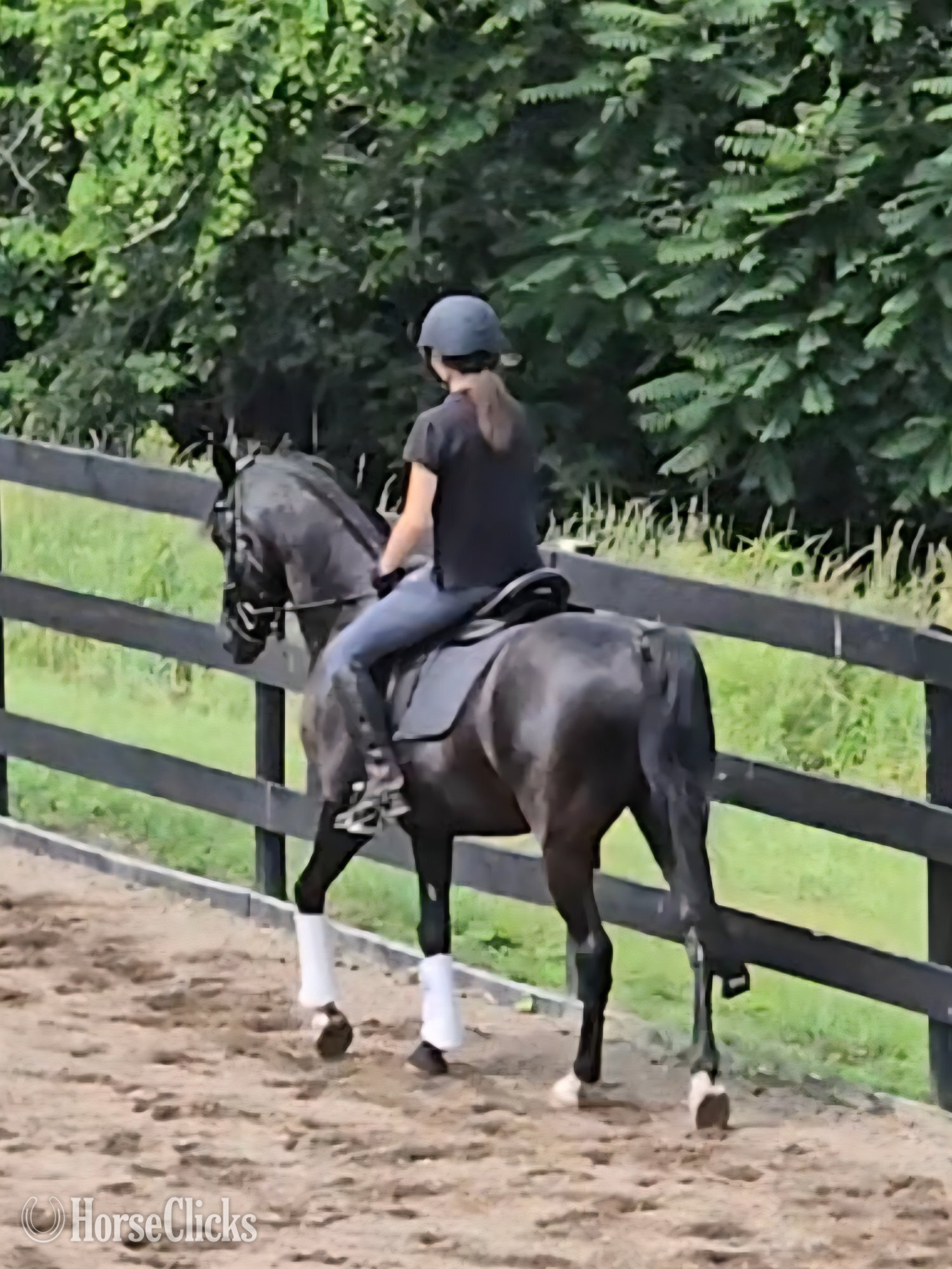 "Mykupatee" Black Gelding Arabian Ohio