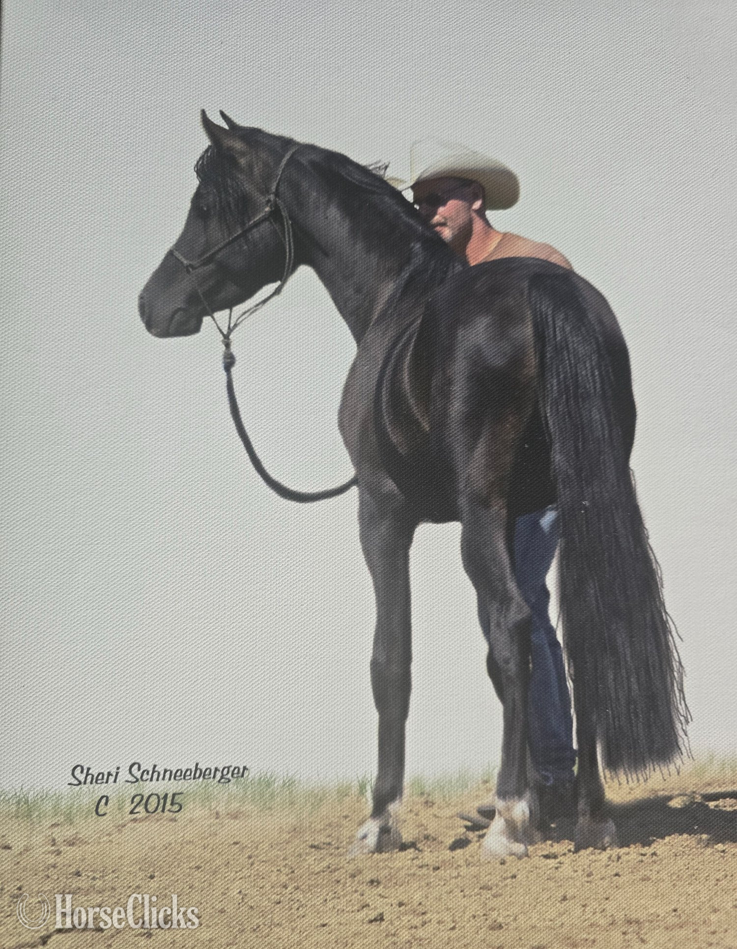 Arabian - "Mykupatee" Black Gelding Arabian in Ohio