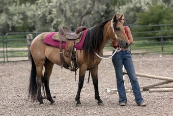"Flicka" Buckskin Mare Quarter Horse