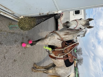"Dottie" Grey Mare Quarter Horse