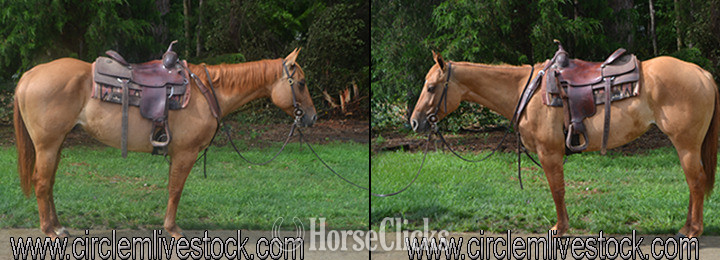 "BILLS COWGIRL DOT" Red Dun Gelding Quarter Horse in North Carolina