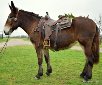 mules for sale