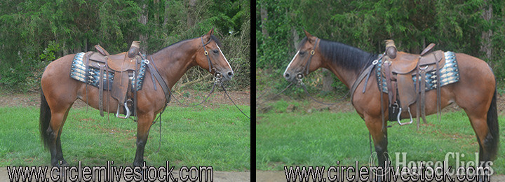 "I CDEDBD DREAMZ" Bay Mare Quarter Horse in North Carolina