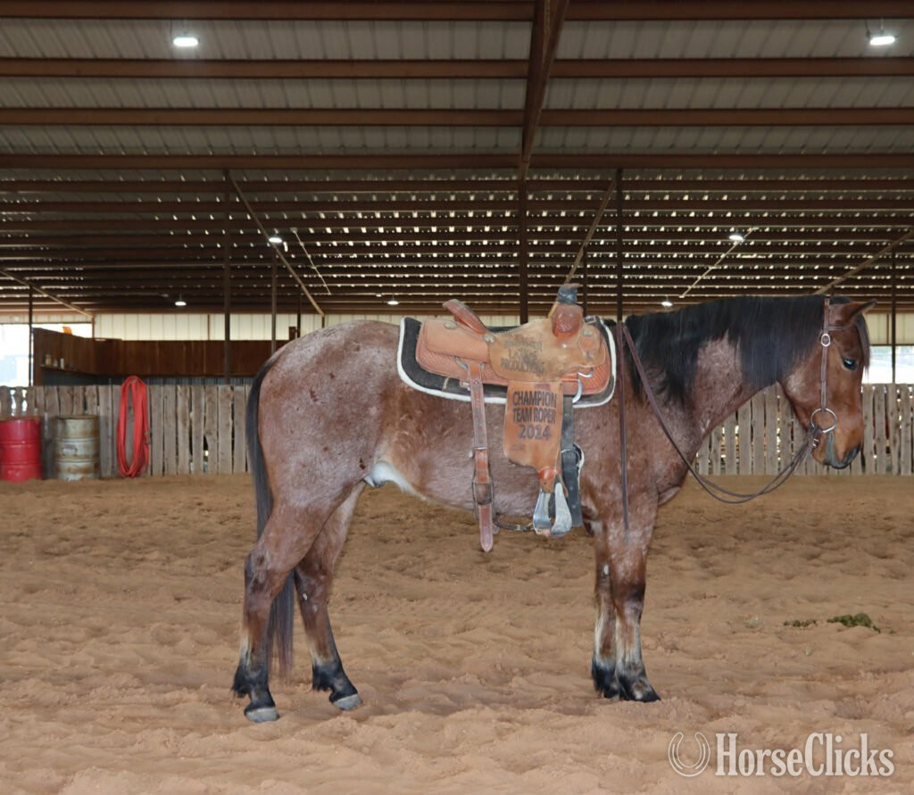 "Takoda" Bay Roan Gelding Quarter Horse in Florida