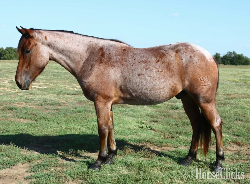 "Takoda" Bay Roan Gelding Quarter Horse