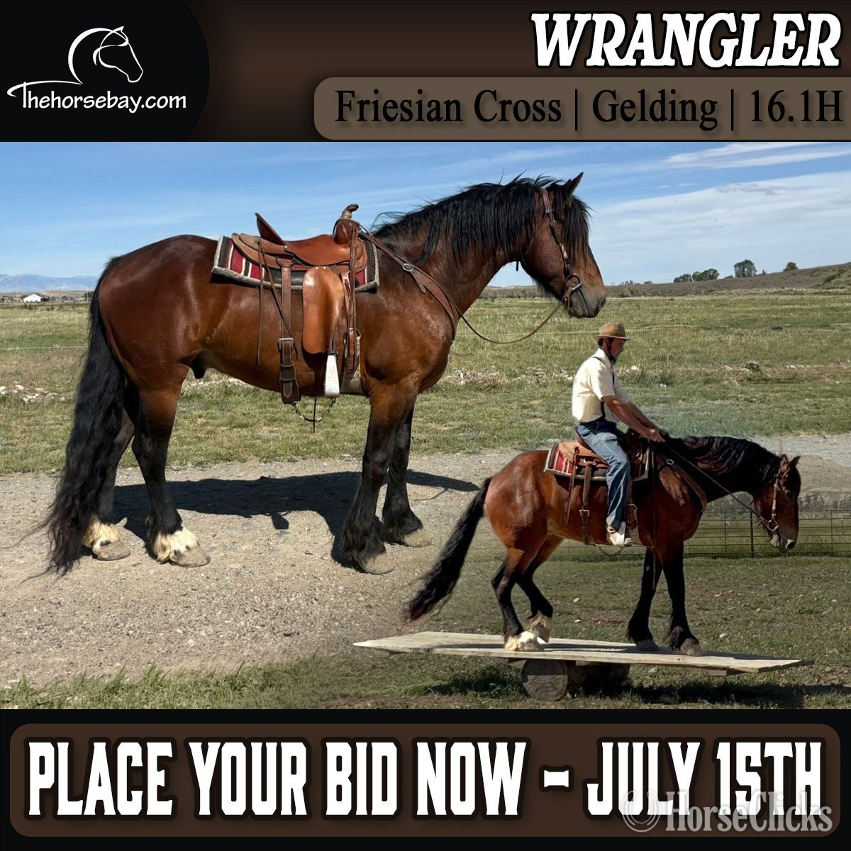 "Wrangler" Bay Gelding Friesian in Wyoming