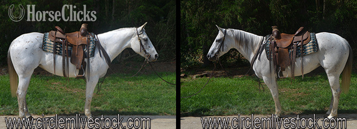 "SHINING TEXAS" Grey Mare Quarter Horse in North Carolina