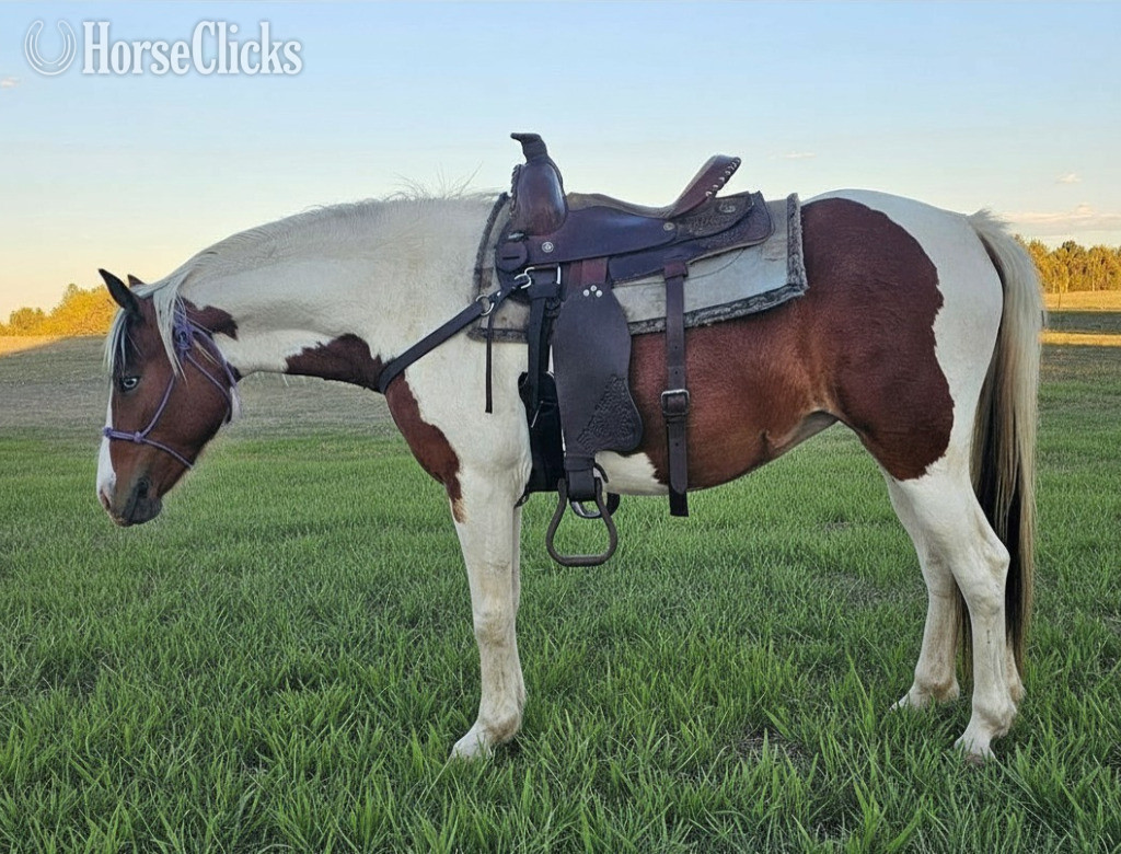 "MC Got That Azure Allure" Bay Filly Paint in Nebraska