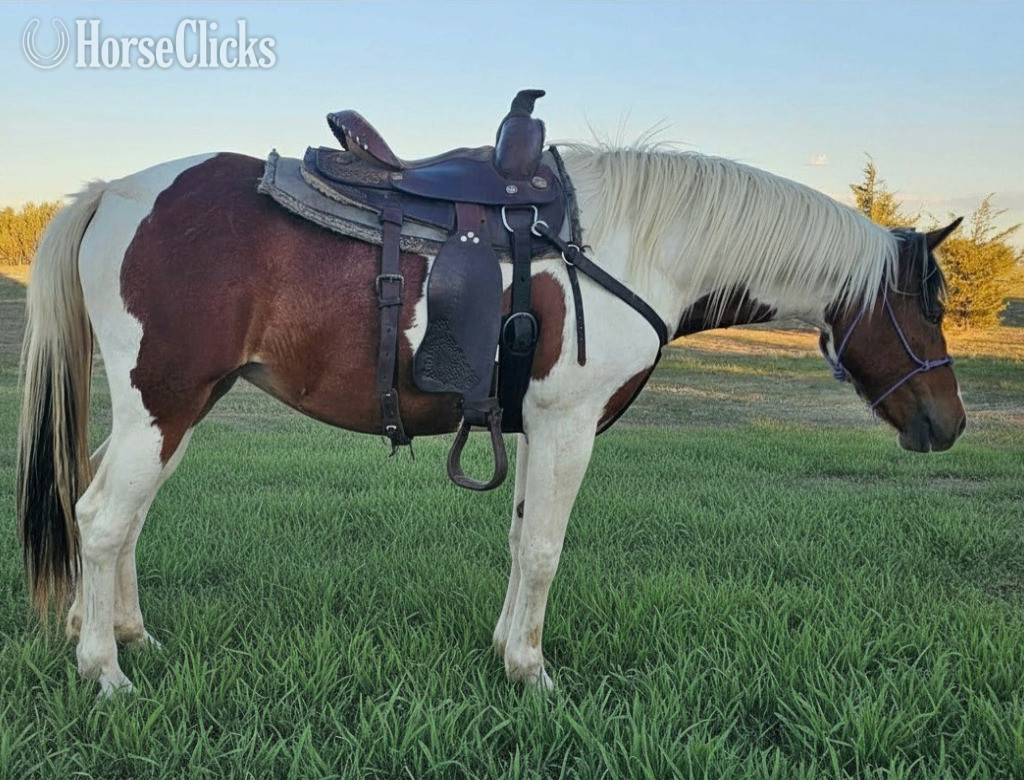"MC Got That Azure Allure" Bay Filly Paint