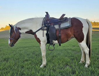 "MC Got That Azure Allure" Bay Filly Paint
