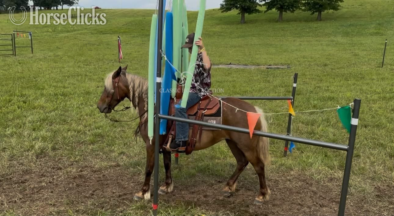 "DIMPLES" Chocolate Gelding Pony