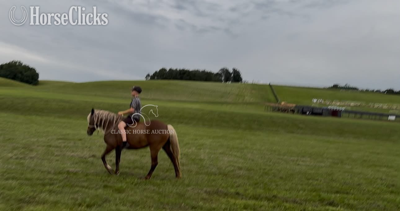 "DIMPLES" Chocolate Gelding Pony - Pony