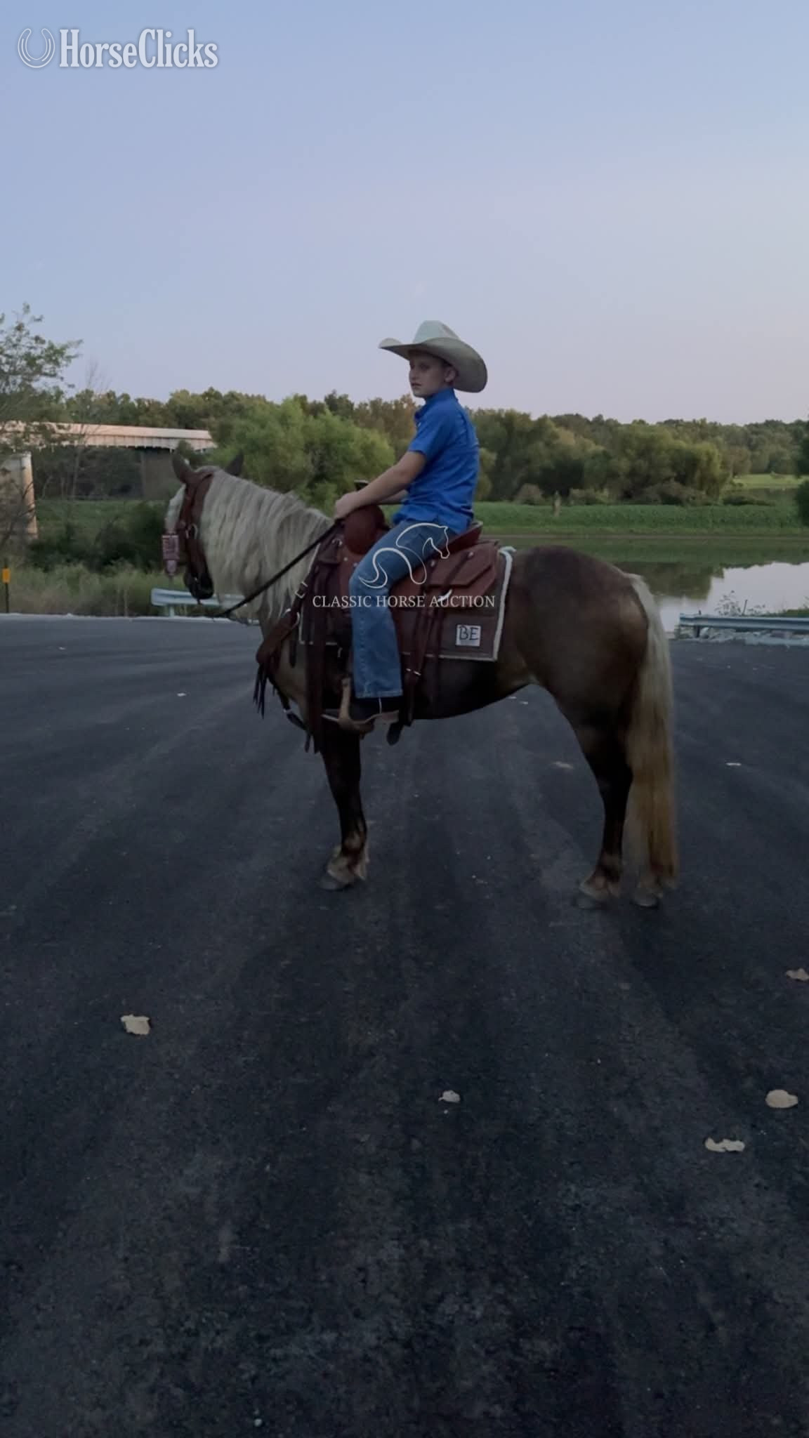 Pony - "DIMPLES" Chocolate Gelding Pony in Missouri