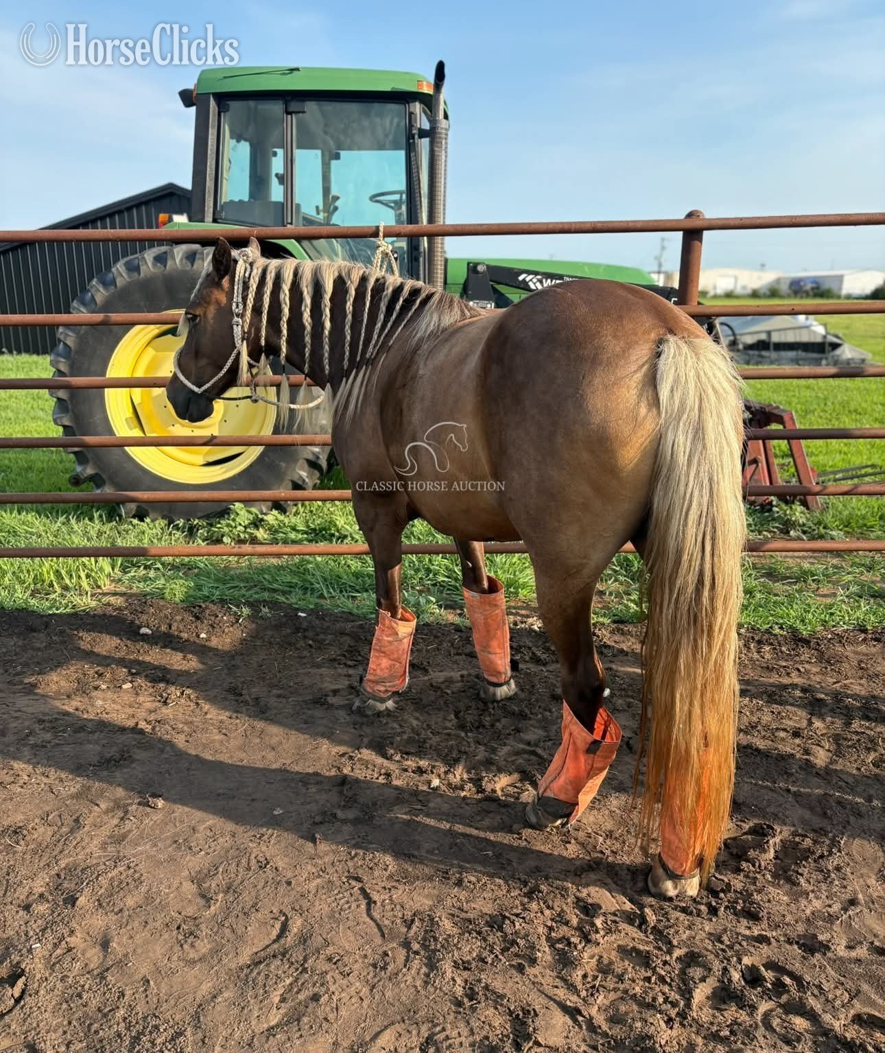 "DIMPLES" Chocolate Gelding Pony Missouri