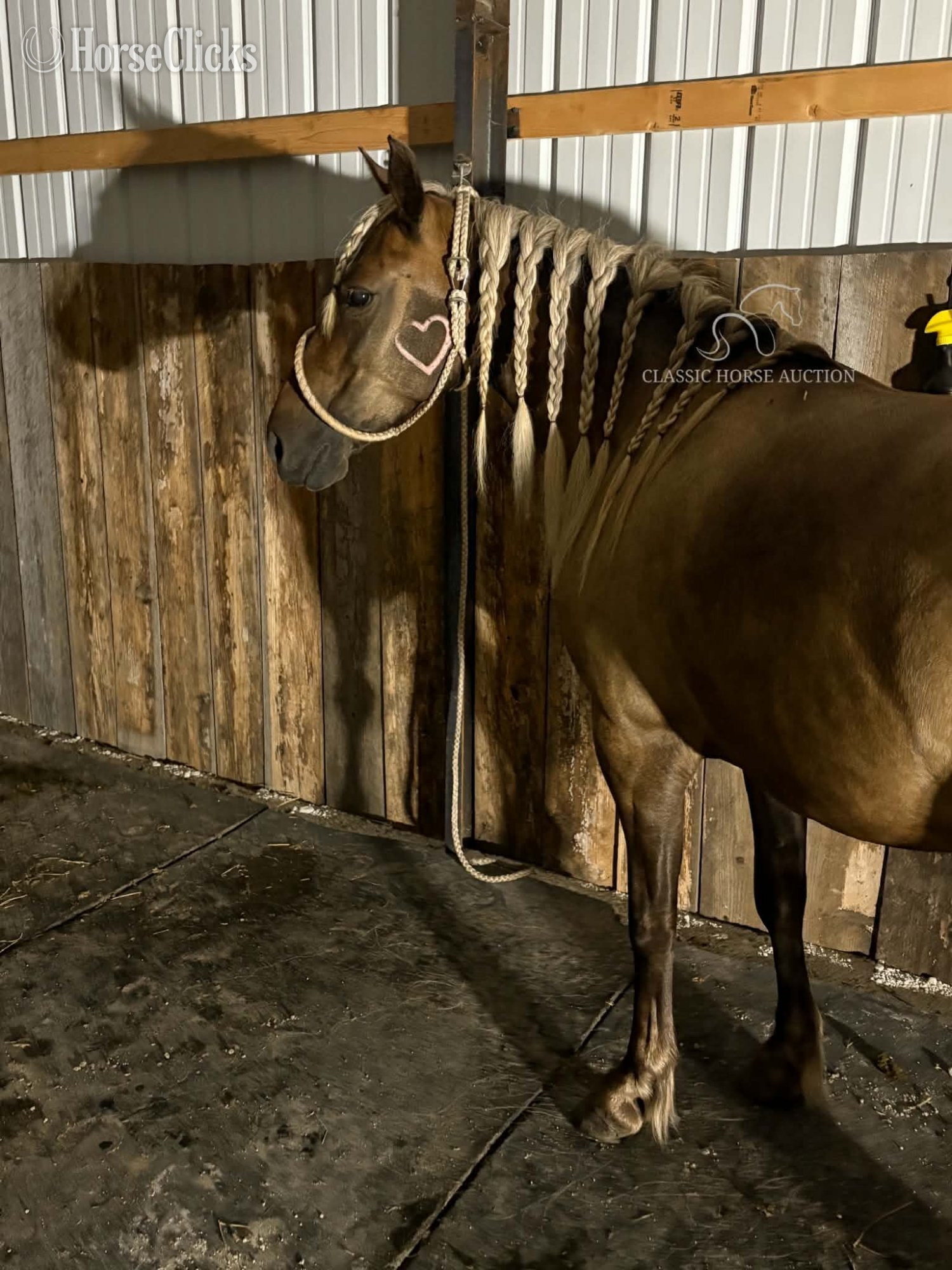 Pony - "DIMPLES" Chocolate Gelding Pony