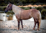"DIMPLES" Chocolate Gelding Pony