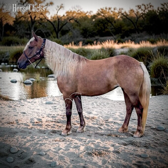 "DIMPLES" Chocolate Gelding Pony