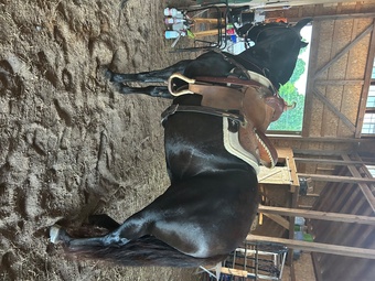 "Black Betty" Black Mare Tennessee Walker