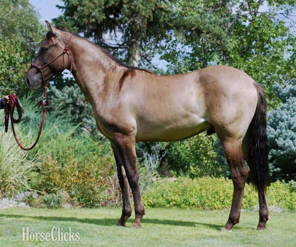 "Titanium" Grullo Gelding Azteca in Utah
