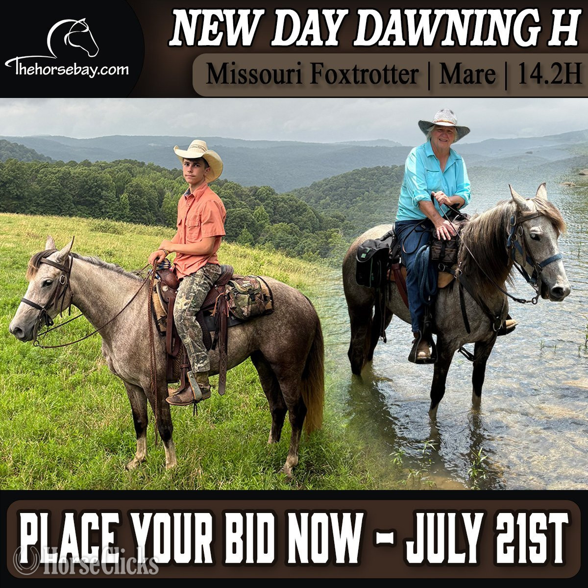 "Dawn" Grey Mare Missouri Fox Trotter in Arkansas