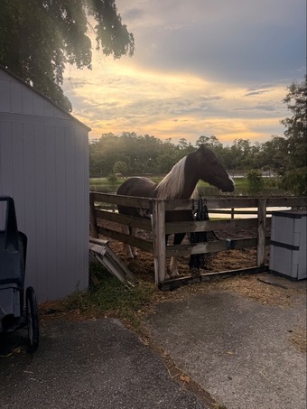 "Dandy" Tabiano Gelding Gypsy Vanner