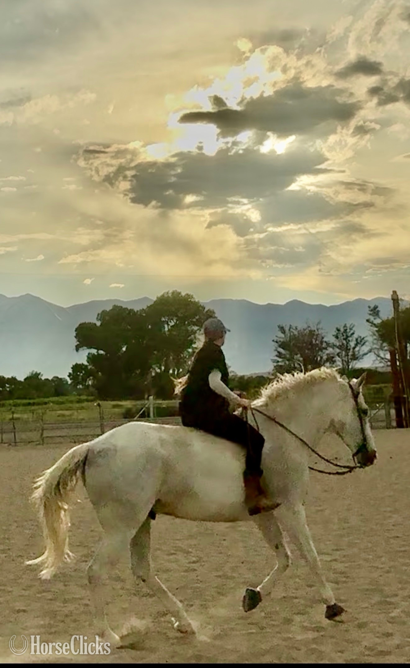 California Grey 16.1hh Gelding for Lease