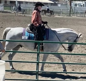 Grey 16.1hh Gelding for Lease