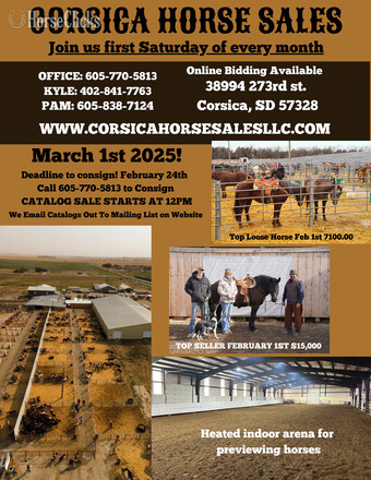 "Corsica " Buckskin Gelding Quarter Horse