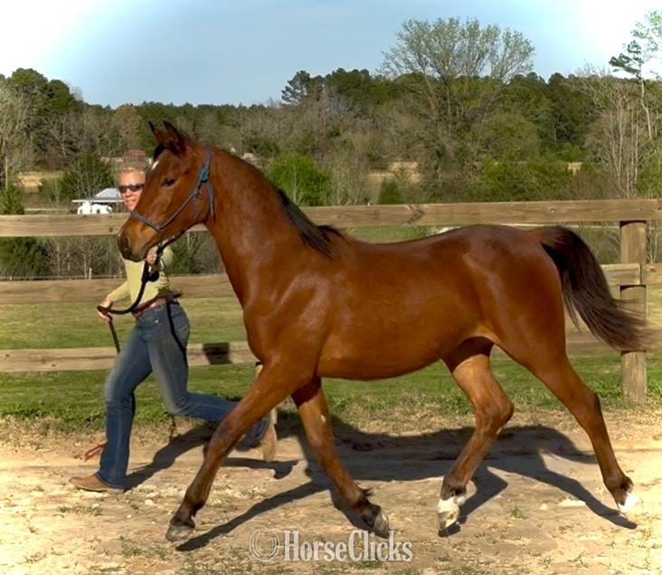 "EHH Maranatha " Bay Filly Arabian in Texas