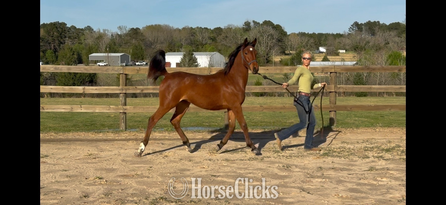 "EHH Maranatha " Bay Filly Arabian