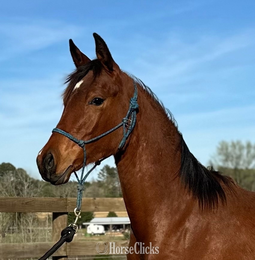 Texas "EHH Maranatha " Bay Filly Arabian