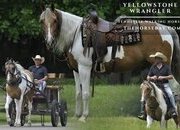 "Yellowstone Wrangler" Tabiano Gelding Tennessee Walker