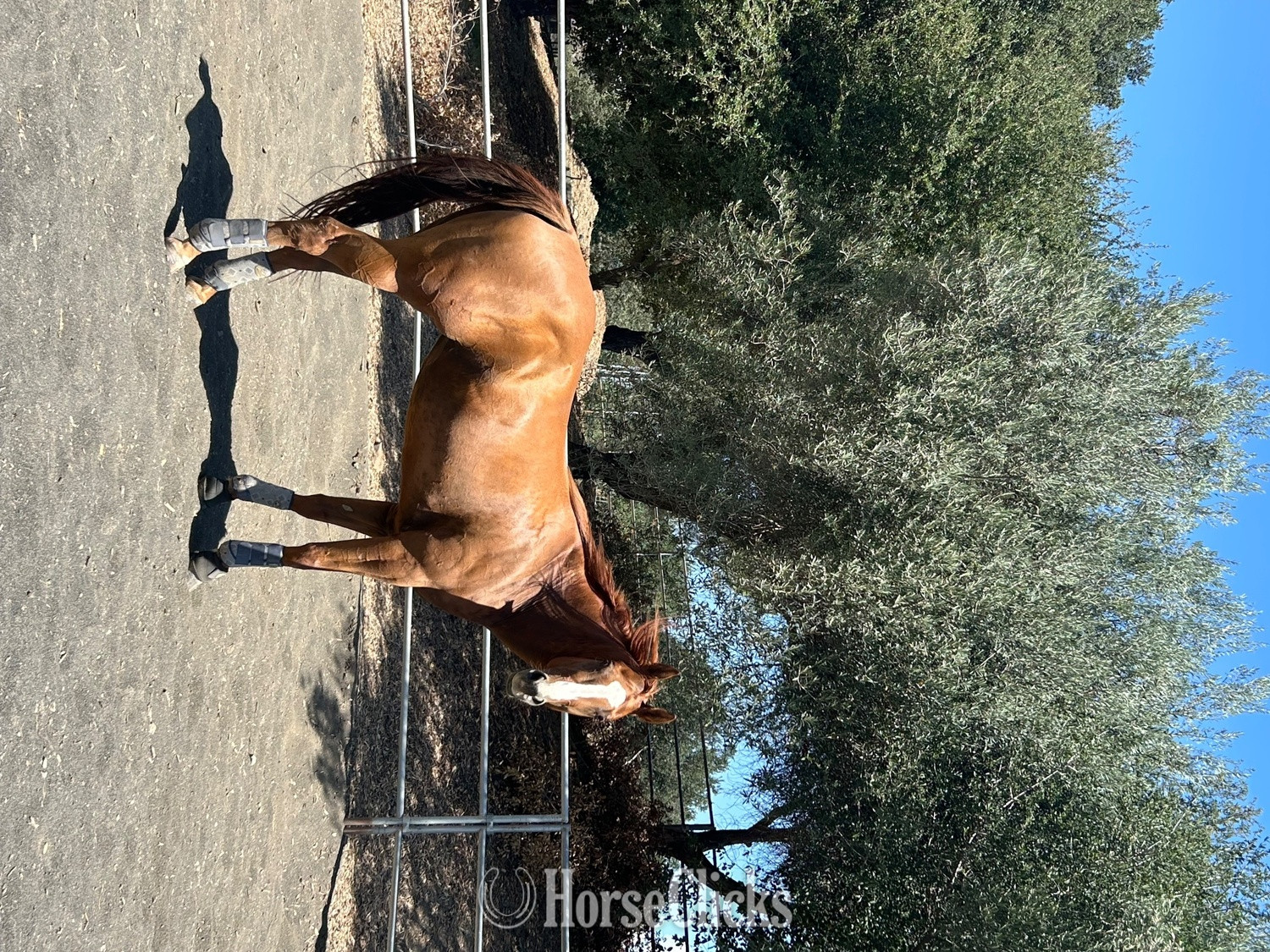 "Chasen Mr. Tres" Sorrel Mare Quarter Horse